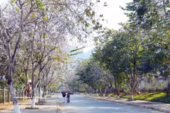 莱州山城的街头巷尾，羊紫荆花竞相绽放。图自越通社