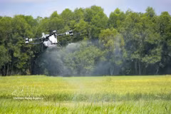 无人机（UAV）在西宁省和会乡的农田上喷洒植保药物。图自越通社