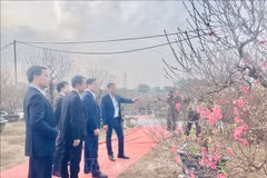 出席“日新桃花—红河春色”活动开幕式的代表们欣赏日新桃花种植村艺人制作的艺术桃花作品。图自越通社