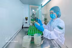 雀巢位于兴安省的莲花工厂将数字技术应用于绿色生产。图自越通社