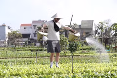 游客在岘港市西会安坊茶桂村菜园兴致勃勃地体验种菜、翻地、浇水的农活。图自越通社