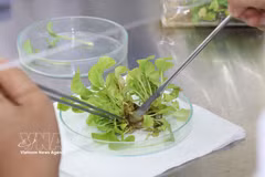 茶荣大学的作物品种研究成果已应用于农业生产和实际生活。图自越通社