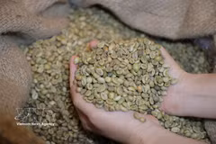 越南罗布斯塔咖啡。图自越通社