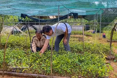 西安乡阳光药材合作组成员正在管护药材种苗，主动储备优质种源，为扩大种植区服务。图自越通社