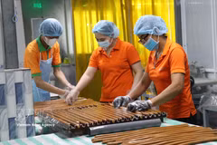 永隆省梂棋（Cầu Kè）椰蓉加工有限公司工人正在加工椰蓉产品。图自越通社