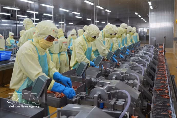 明富—庆安水产品加工有限责任公司的虾类加工生产线。图自越通社