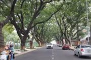 古树浓荫下的邦美蜀 清凉宜人的绿色空间