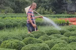 花开迎新春：永隆省花农忙碌护花备战春节