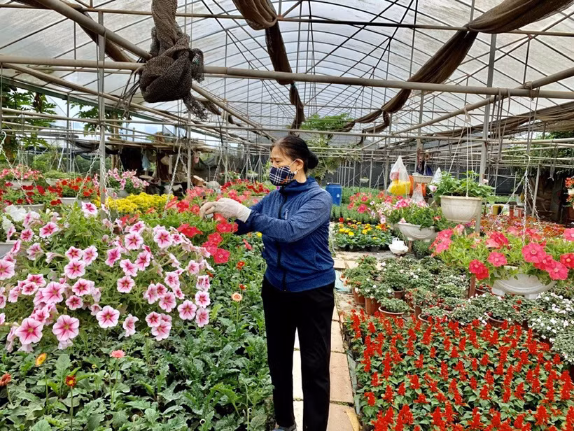 文江县成为北部地区最大的花卉和观赏植物种植区之一。图自baohungyen.vn