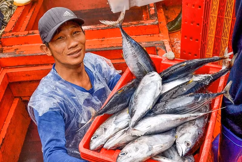 越南对意大利、德国和荷兰三个主要市场的金枪鱼出口额均出现了三位数的飙升。图自互联网