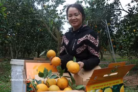 越南仍是美国最大的木制家具供应国，出口额13亿美元。图自越通社