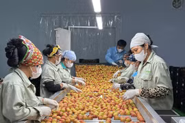 北江荔枝抢"鲜"出海 国内外订单突破10万吨。图自北江报