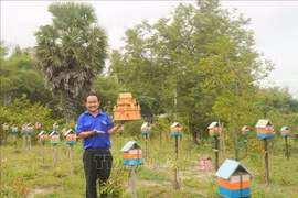 安江省泰山坊的年轻人阮忠成成功开展无刺蜂养殖模式，获得可观收入。图自越通社