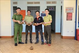 嘉莱省接收5只珍稀黄头陆龟。图自越通社