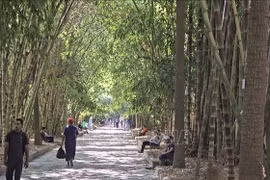 越南竹林现身北非植物园。图自越通社