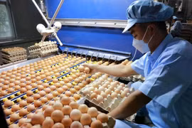 新加坡向越南禽肉和蛋类产品开放市场。图自越通社