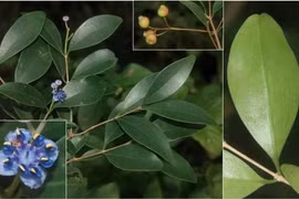 野牡丹科谷木属植物。图自热带生物研究所