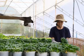 林同省拥有发展良好的高科技农业，生产出许多优质产品。图自越通社