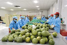 永隆省绿皮柚子包装活动。图自越通社