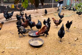 资料图。图自越通社