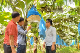 嘉莱省安富坊兴山高科技农业股份公司的标准化香蕉种植园。图自越通社