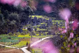 同文岩石高原地区的美丽风景。图自越通社