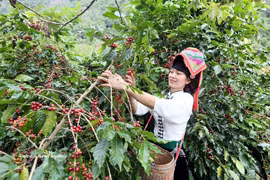山罗省农民采收咖啡果。图自越通社