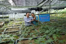 莱州人参是一种特有药用植物，具有较高的经济价值和巨大的发展潜力。图自越通社