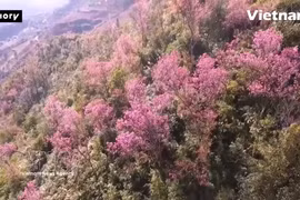 安沛省木江界山谷野桃花竞相绽放花团锦簇