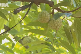  番荔枝扎根石山 成为宣光省山区群众增收新产业
