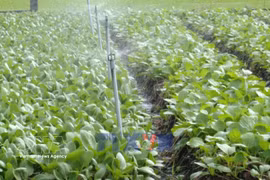 加大科学技术应用 扩大安全蔬菜种植区
