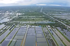 金瓯省将建设与深加工相结合的密集型原料区。图自越通社