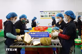 榴莲加工链。图自越通社