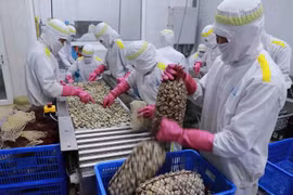 越南贝类产品对华出口增长强劲。图自越通社