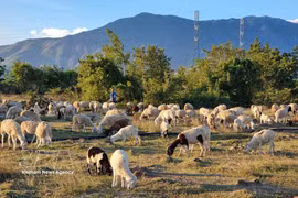 庆和省是全国绵羊养殖数量量最多的地区，拥有约10万只绵羊。图自越通社