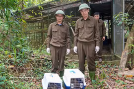 生物救助、保护和发展中心职能力量将13只野生动物被放归大自然。图自越通社