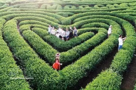 游客游览木州茶山。图自越通社