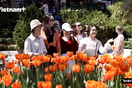 沉醉于巴拿山越南最大的郁金香花海氛围中