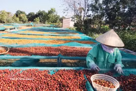 2026年前8个月，越南咖啡出口量近170万吨，出口额超过60亿美元。图自越通社