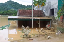 受第3号台风的影响，乂安省多地被淹没。图自越通社