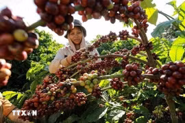 收获咖啡。图自越通社