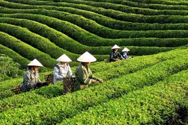 越南茶叶出口量约达近1.2万吨 创汇2090万美元。图自越通社