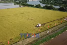 低排放水稻为越南稻米产业转型升级注入新动能