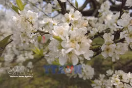 追花逐季成旅游新趋势