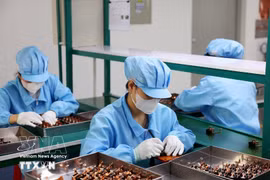 越南与新加坡在半导体产业中的互补优势