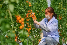 在农场应用高科技。图自越通社