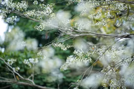 黄檀花竞相盛开，为城市增添一份浪漫诗意的气息