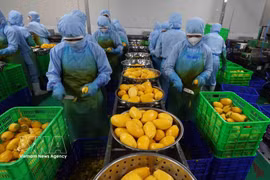越南和蒙古国之间的贸易额具有巨大的增长潜力。图自越通社