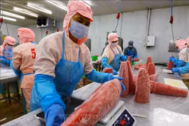 金枪鱼加工链。图自越通社