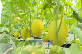 科技赋能 胡志明市走出绿色农业发展新路